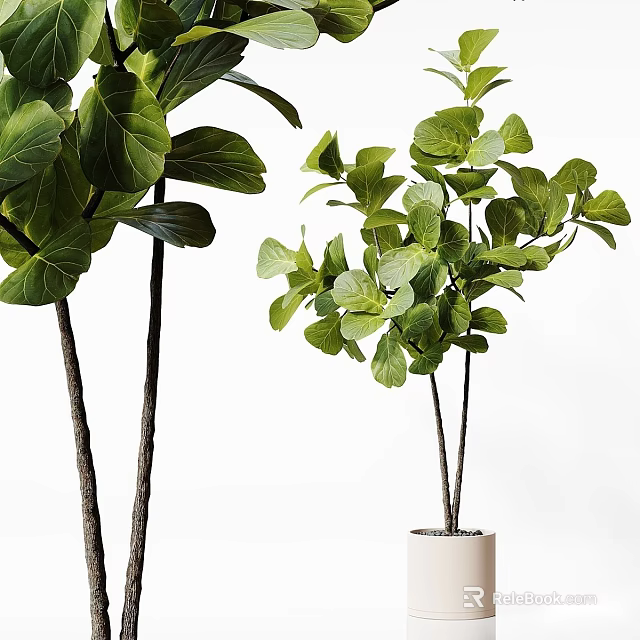 Multi Stem Fiddle Leaf Fig And Green Leafy Plants In White Indoor Planter 3d model 