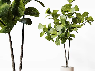 Multi Stem Fiddle Leaf Fig And Green Leafy Plants In White Indoor Planter 3d model