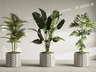 Tropical Potted Palm Banana Leaf And Bamboo Plants With Woven Texture Pots 3d model