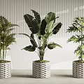 Tropical Potted Palm Banana Leaf And Bamboo Plants With Woven Texture Pots