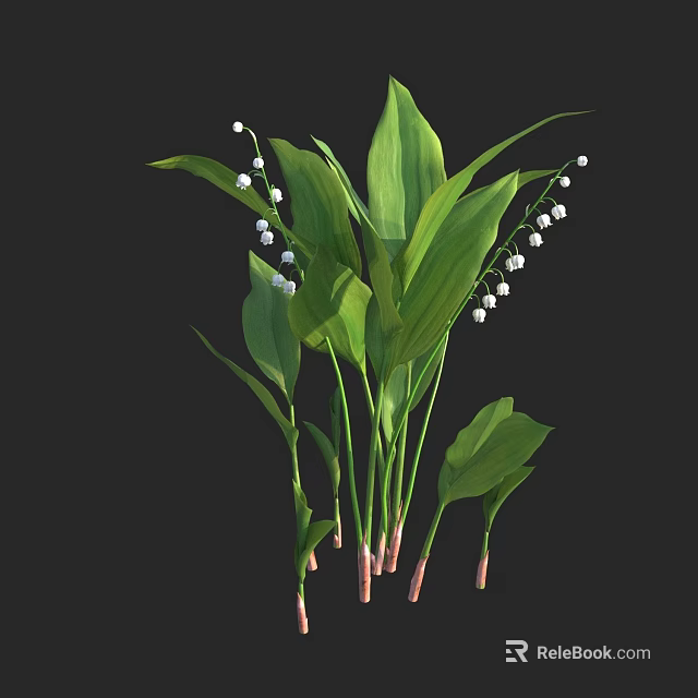 Beautiful Lily of the Valley Plant with Fresh Green Leaves and White Flowers 3d model 