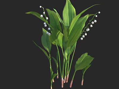 Beautiful Lily of the Valley Plant with Fresh Green Leaves and White Flowers 3d model