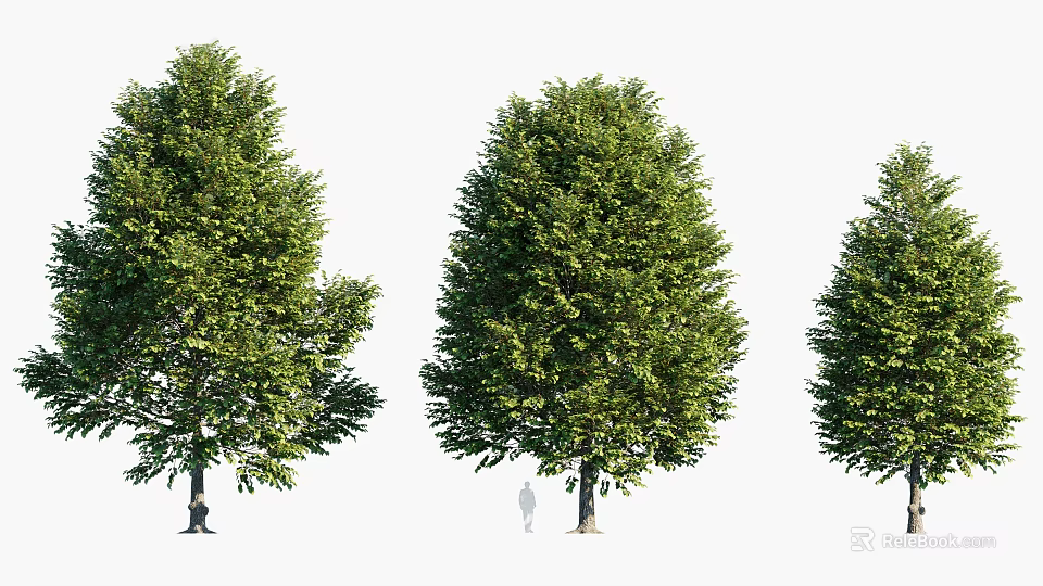 Three Tall Arbors with Lush Green Foliage and Thick Trunks Against White Background 3d model 