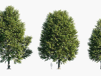 Three Tall Arbors with Lush Green Foliage and Thick Trunks Against White Background 3d model