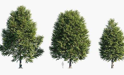 Plants Trees Arbor Landscape Trees 3d model