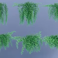 Indoor Green Trailing Hanging Basket Plants with Lush Cascading Foliage