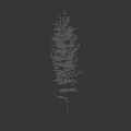 Tall Bamboo Plant With Silhouette Of A Person