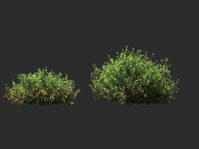 Green Shrubs In Different Sizes With Fresh Foliage For Garden Landscaping 3d model