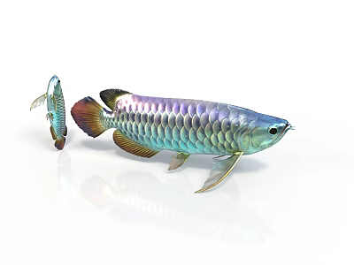 Colorful Arowana Fish with Vibrant Scales Shiny Fins Large and Small on White Background 3d model