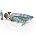 Colorful Arowana Fish with Vibrant Scales Shiny Fins Large and Small on White Background