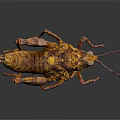 Fried Grasshopper With Orange Yellow Exoskeleton Long Legs And Antennae On Dark Reflective Surface
