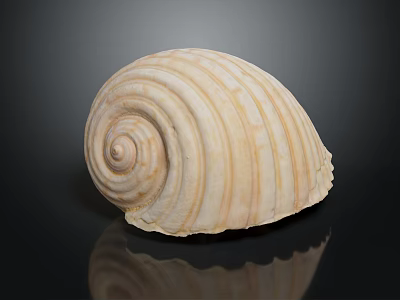 Marine Shellfish With Detailed Spiral Shell And Cream Colored Stripes On Black Background 3d model