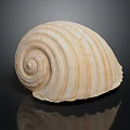 Marine Shellfish With Detailed Spiral Shell And Cream Colored Stripes On Black Background 3d model