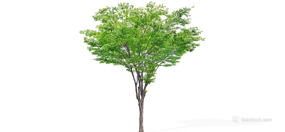 Tall Arbor With Lush Green Foliage And Brown Trunk In Natural Environment 3d model 