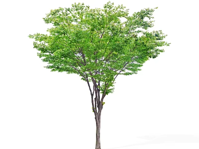 Tall Arbor With Lush Green Foliage And Brown Trunk In Natural Environment 3d model