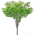 Tall Arbor With Lush Green Foliage And Brown Trunk In Natural Environment