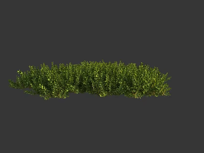 Lush Green Shrubs With Dense Vibrant Foliage For Garden Landscaping 3d model