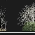 Different Growth Forms of Golden Mango Grass and Giant Needle Grass in Landscaping