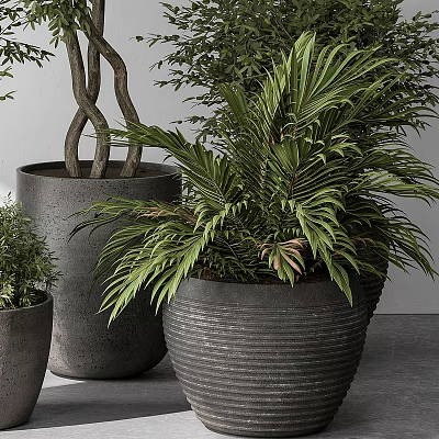 Decorative Indoor Potted Plants In Multiple Sizes With Textured Planters And Large Green Leaves 3d model