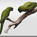 Two Vibrant Green Parrots Perched on Natural Wooden Branch Looking at Each Other