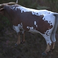 Texas Texas Longhorns Biological Animals 3d model