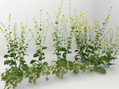 Vibrant Garden Flowers With Yellow Blooms And Lush Green Foliage 3d model