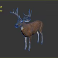 Deer with Large Antlers Brown Body and White Legs Standing on Gray Background
