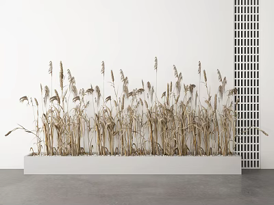 Dried Grasses In White Rectangular Planter With White Wall And Black Grid Panel 3d model