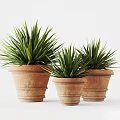 Decorative Potted Green Plants in Terracotta Pots with Long Slender Leaves