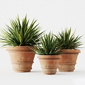 Potted Small Green Plant Indoor Plant Ornaments 3d model