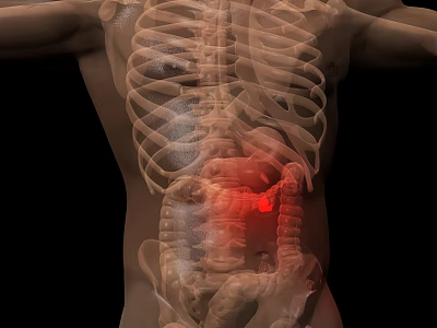 Medical Imaging Device for Human Anatomy Visualization with 3D Body Scan and Highlighted Internal Organs 3d model