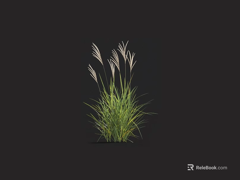 Ornamental Grass With Green Foliage And White Feathery Plumes For Garden 3d model 