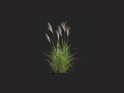 Ornamental Grass With Green Foliage And White Feathery Plumes For Garden 3d model