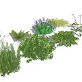 Different Ground Cover Plants For Garden Landscaping With Green Foliage And Flowers