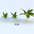 Banana Trees In Various Sizes With Green Leaves Showing Growth Stages