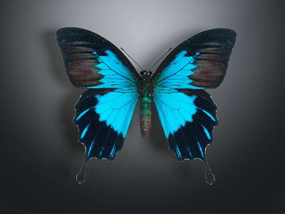Vibrant Tropical Butterfly With Blue And Black Wings On Dark Background 3d model