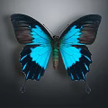 Vibrant Tropical Butterfly With Blue And Black Wings On Dark Background