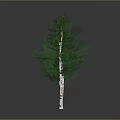 Three Trees With White Trunks Green Leaves On Black Ground Gray Background Reflections