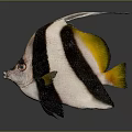 Black and White Striped Fish with Yellow Tail and Long Dorsal Fin