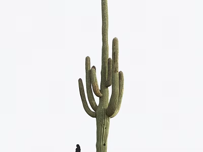 Tall Green Cactus Plant With Spiny Arms Growing In Outdoor Natural Environment 3d model