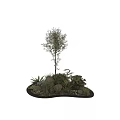 Natural Garden Ornamental Arrangement With Trees Green Plants Stones And Wooden Frame