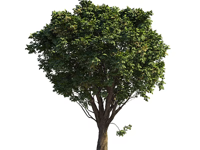 Lush Green Arbor With Dense Foliage And Strong Trunk In Natural Growth 3d model