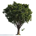 Lush Green Arbor With Dense Foliage And Strong Trunk In Natural Growth