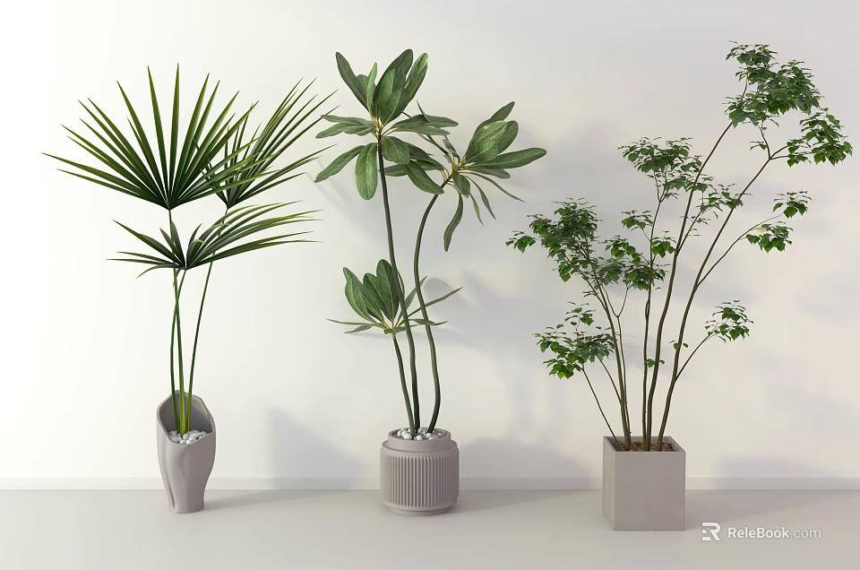 Indoor Potted Plants With Different Leaf Shapes In Decorative Planters On White Background 3d model 