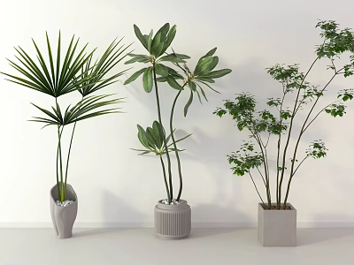 Indoor Potted Plants With Different Leaf Shapes In Decorative Planters On White Background 3d model