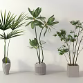 Indoor Potted Plants With Different Leaf Shapes In Decorative Planters On White Background