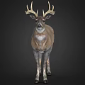 Realistic Standing 3D Deer Model With Antlers Brown Body White Belly On Dark Background