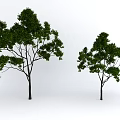 Two Arbor Trees With Green Leaves And Brown Trunks On White Background 3d model