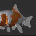 Stunning Silver And Orange Aquatic Goldfish With Bright Yellow Eyes Appearance