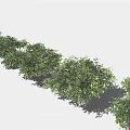 Row of Lush Green Bushes Neatly Arranged With Shadows On Light Background